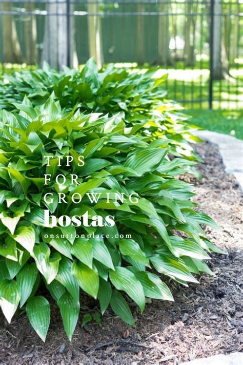 Hostas care transplanting hostas hosta varieties infographic – Artofit