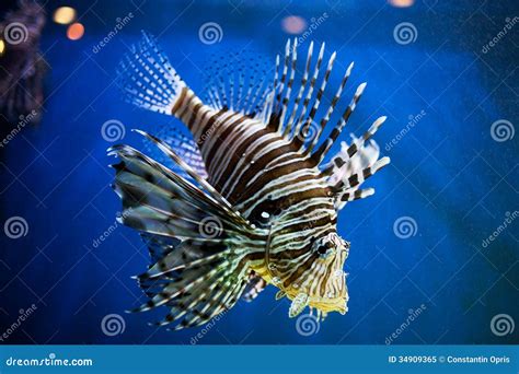 Exotic fish stock image. Image of aquarium, pisces, strange - 34909365