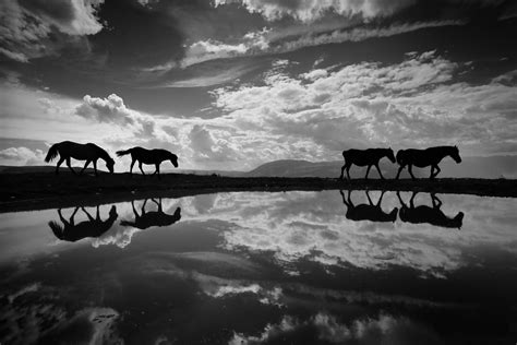 Silhouette of four horses, reflection, sky, clouds, nature HD wallpaper | Wallpaper Flare