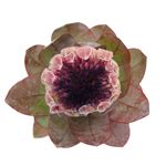 Latifolia Protea Tropical Flowers | FiftyFlowers.com