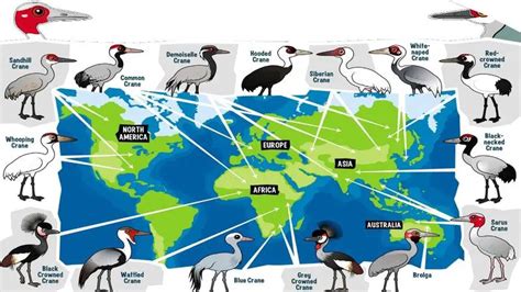 15 Types of Crane Birds | Species, Groups, & Their Habitat