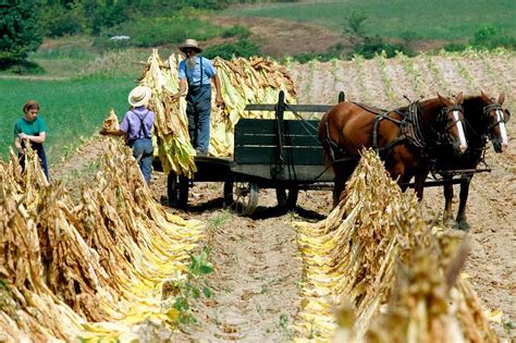 Amish Life and Culture - Frequently Asked Questions