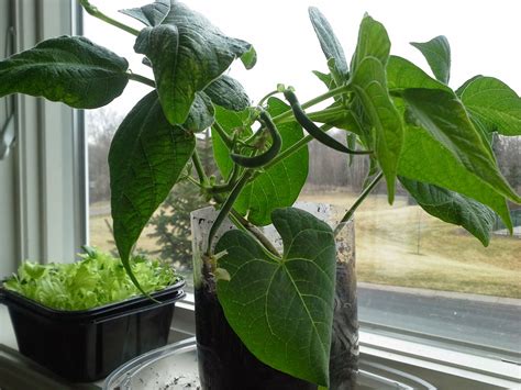 Can you grow Green Beans on an indoor windowsill?