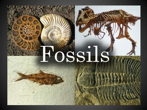 Types of fossils and ways of formation, Cast types, Mold & Petrified ...