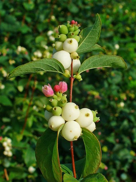 Common snowberry | Green Admiral Nature Restoration