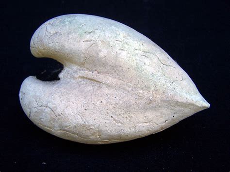 Fossilized Clam Shell | Fossil / Kerr Co., Texas, USA / Copy… | Flickr