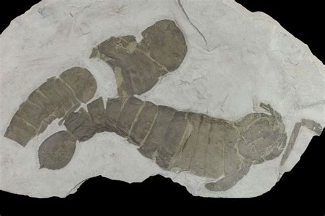 10.5" Plate of Eurypterids (Pterygotus) From New York - Rare Species (#131495) For Sale ...