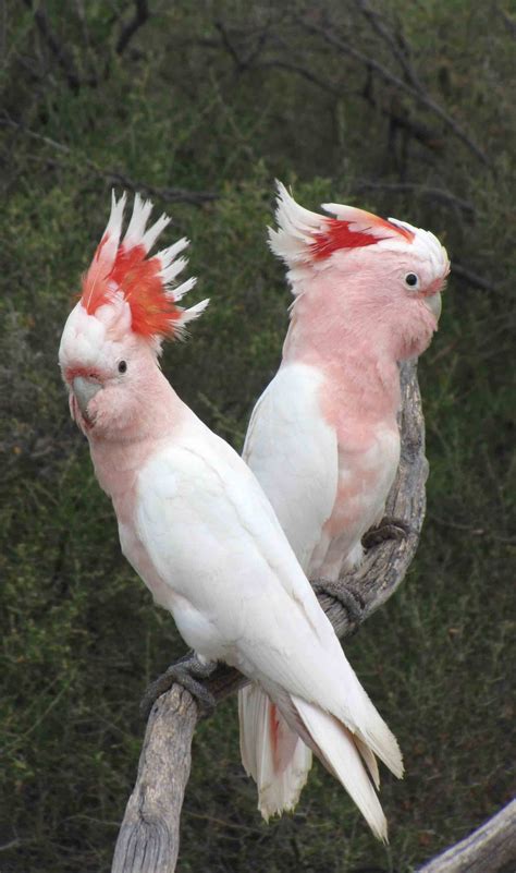 Pets Pakistan - PAIR OF MAJOR MITCHELL'S COCKATOO PARROTS FOR SALE