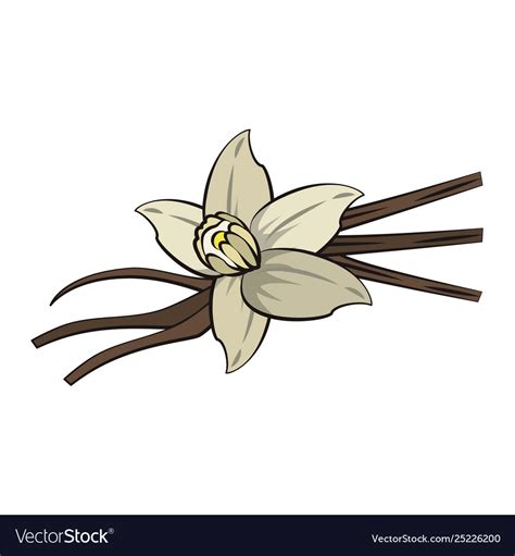 Flowers nature drawing isolated Royalty Free Vector Image