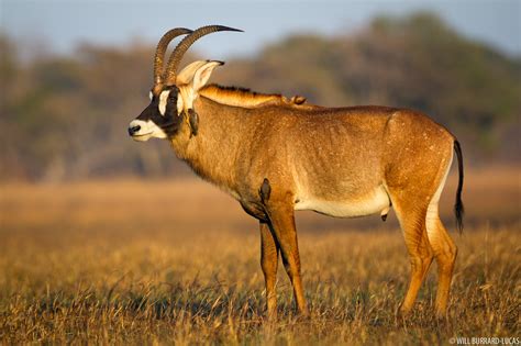 Roan Antelope | Will Burrard-Lucas