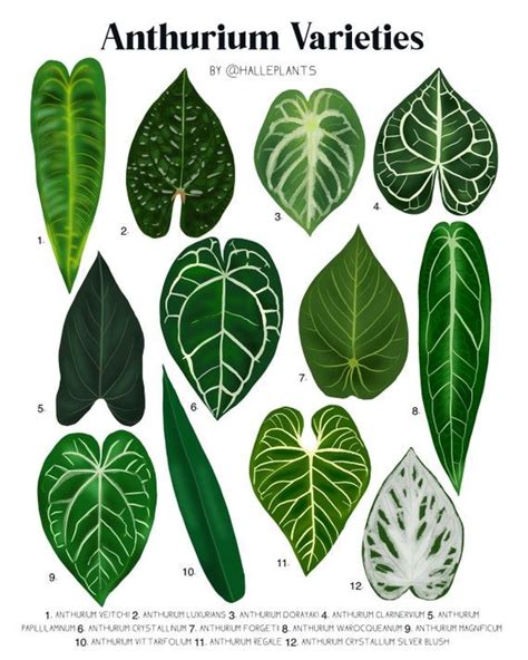 Anthurium Varieties Plant Identification Chart Digital Download - Etsy ...