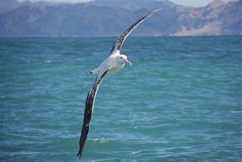 Antipodean (Gibson's ) Albatross : Birding NZ