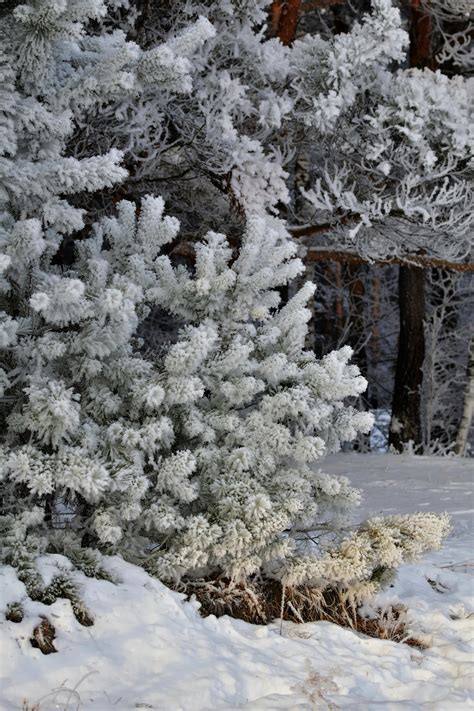 Snow on Trees in Forest · Free Stock Photo