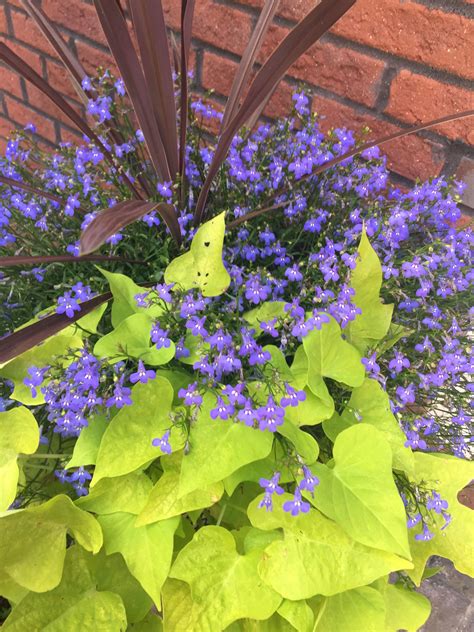 Purple Sweet Potato Vine Flower : Sweet potato vine grows practically anywhere, from full sun to ...