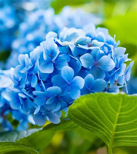 25 Most Beautiful Blue Flowers