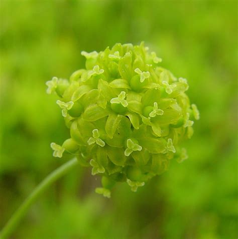 Smilax herbacea (carrion-flower): Go Botany