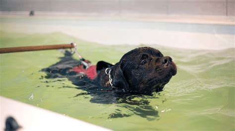 Hydrotherapy For Dogs: What Are The Benefits - The Canine Buddy