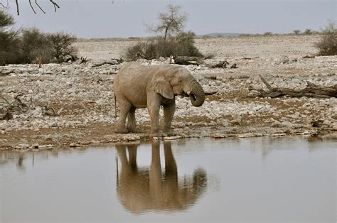 Wallpaper : 2048x1360 px, Africa, animals, elephant, water 2048x1360 ...