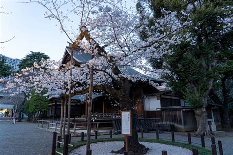 Yasukuni Shrine | Traveling Japan