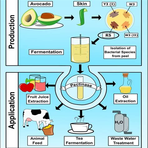 The effect of pectinase on fruit juice clarification: Contol – C ...