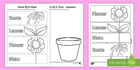 Parts of a Plant Worksheet | Twinkl Teacher-Made Resources