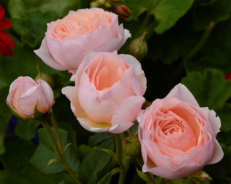 'Heritage' Rose (David Austin) Heritage Rose, David Austin, Roses, Flowers, Plants, Pink, Rose ...