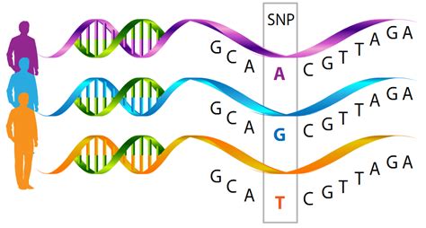 Starfields Holistic Healthcare: Single Nucleotide Polymorphism.