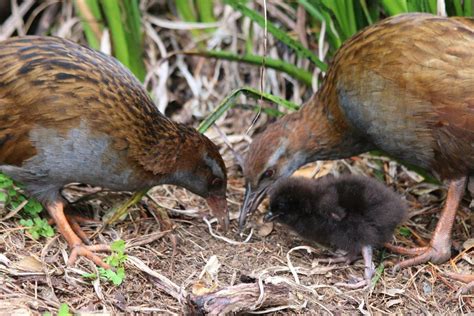 10 Incredible Facts About Weka to Impress your Mates With – Forest & Bird