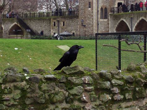 The Tower Ravens » Powered by Birds