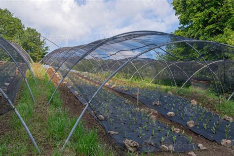 Growing vegetables in a greenhouse 6639414 Stock Photo at Vecteezy