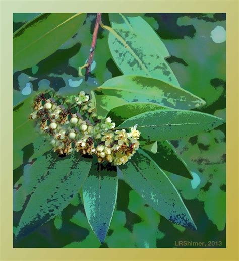 Postcard From California: Bay Laurel, Umbellularia californica, in ...