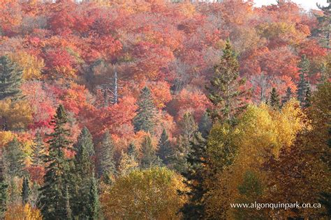 Fall Colour Report | Algonquin Provincial Park | The Friends of ...