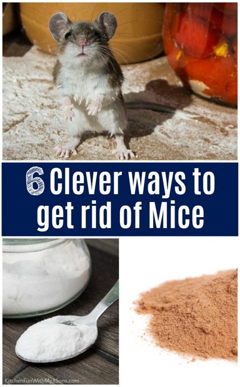 6 Clever Ways to Get Rid of Mice That Actually Work | Getting rid of mice, Rodent repellent, Diy ...