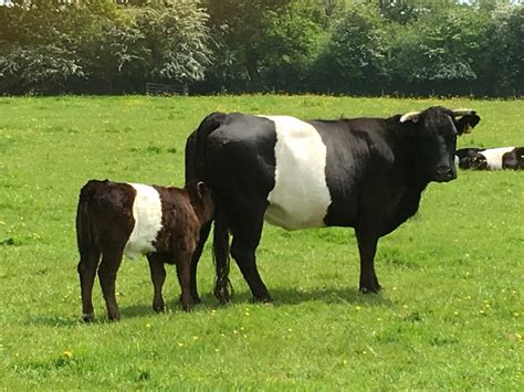 Belted Welsh Black Cattle For Sale | The Farming Forum