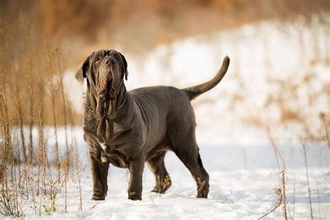 10 of the Best Italian Dog Breeds