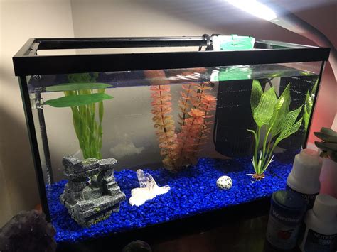 my new 5.5 gallon tank setup! haven’t had a betta in years and was ...