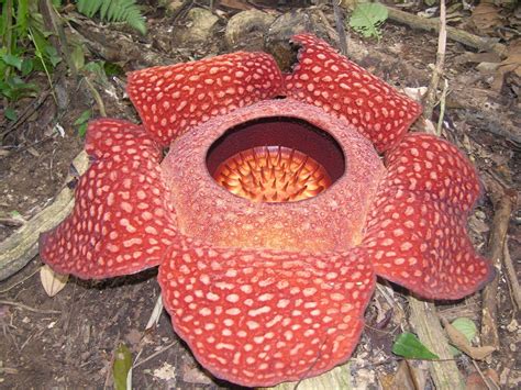 Rafflesia's emit a repulsive smell like rotting meat, in turn attracting insects upon which the ...