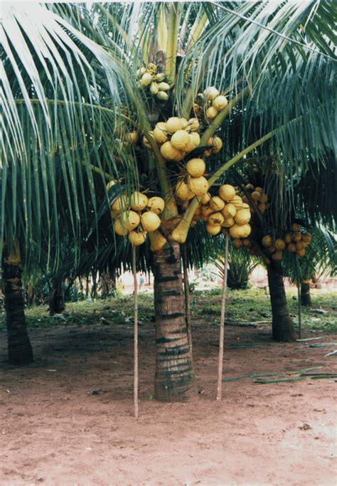 gambar pohon kelapa | Indonesiadalamtulisan || Terbaru 2014