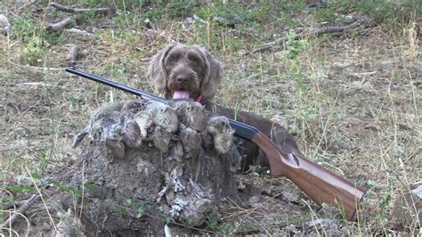 Raising and Training a Hunting Dog - YouTube