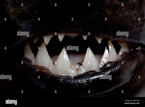 Red bellied Piranha Serrasalmus nattereri TEETH Stock Photo - Alamy