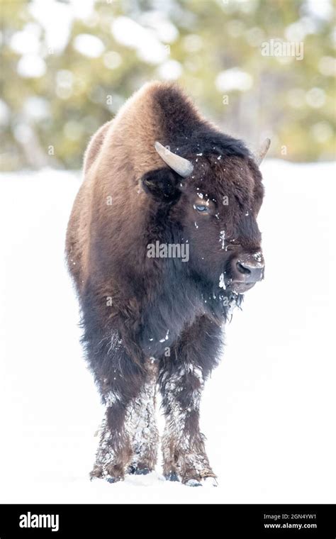 American bison (Bison bison) in Yellowstone National Park in Winter ...