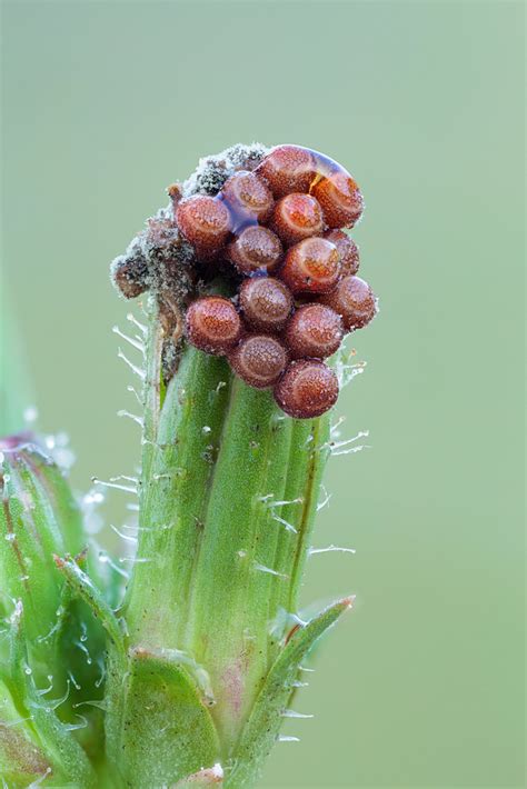 Newly deposited Pentatomidae eggs | 49 natural light exposur… | Flickr