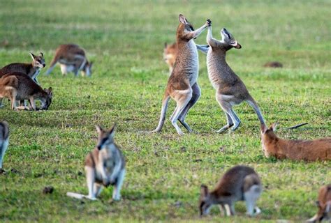 Wildlife Diaries Australia