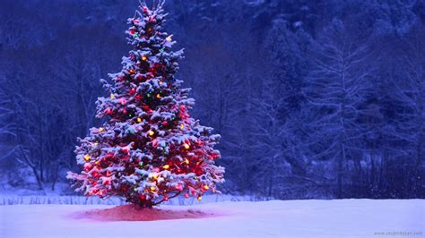 Christmas Trees Snow Wallpapers - Wallpaper Cave