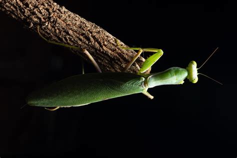 Green mantis on a branch 1856091 Stock Photo at Vecteezy