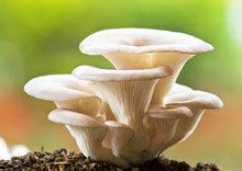 Tan Mushroom Cluster Free Stock Photo - Public Domain Pictures