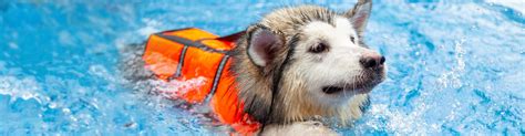 Dog Therapy Pools | Water Therapy for Dogs | Swim Therapy