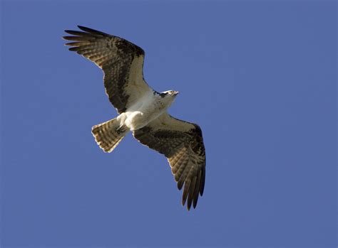 Osprey