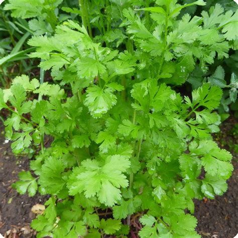 Cilantro Seeds - Santo - Heirloom Untreated NON-GMO From Canada