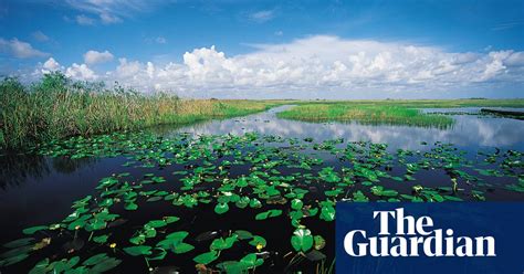 Everglades: climate change threatens years of work to reverse manmade damage | US news | The ...